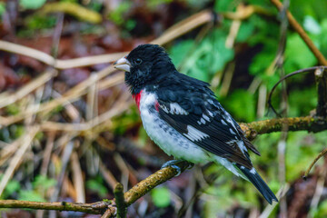 Rose Breasted Grosbeak