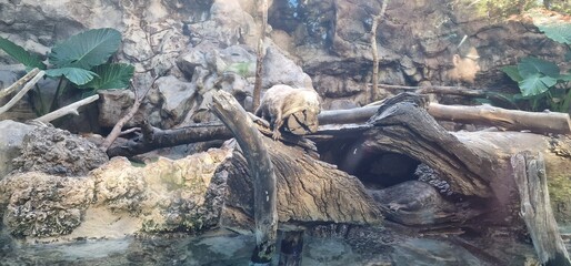 Enhydra lutris sea otter is a marine mammal native to the coasts of the northern and eastern North Pacific Ocean here in loro parc tenerife