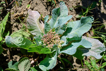 Many fresh organic green leaves of cauliflower plants in an organic garden, in a sunny autumn day,...