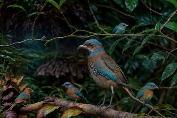 a colorful bird, beautiful wild birds, a bird is standing on a branch with leaves and a blurry background.
