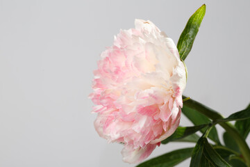 Light pink peony flower with yellow center isolated on grey  background.
