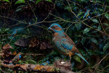 a colorful bird, beautiful wild birds, a bird is standing on a branch with leaves and a blurry background.