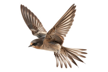 Obraz premium Sparrow flying isolated on transparent background