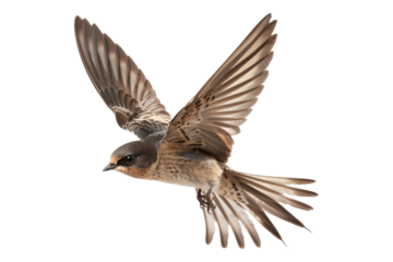 Sparrow flying isolated on transparent background