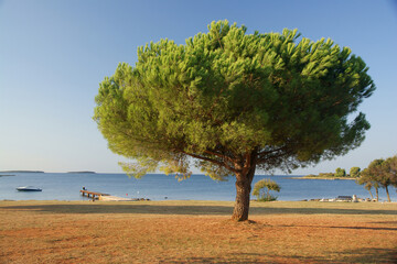 Pine trees on the Adriatic coast near Rovinj.