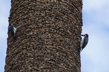 Acorn woodpecker  with storage tree.