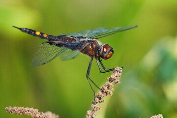 The black saddlebags (Tramea lacerata) is a species of skimmer dragonfly found throughout North...