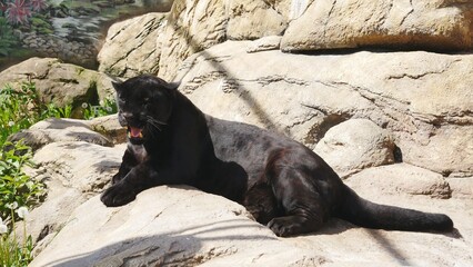 A panther lying on a stone..