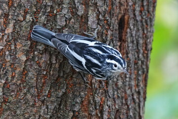 Naklejka premium Black-and-white warbler is a species of New World warbler.