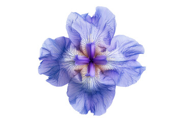 Top view of a single iris flower isolated on transparent background