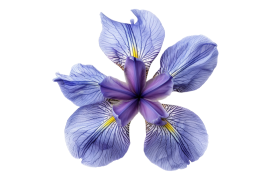 Top view of a single iris flower isolated on transparent background