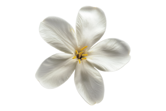 Top view of a single jasmine flower isolated on transparent background