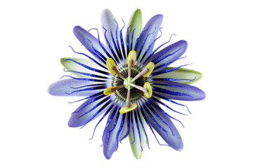 Top view of a single passion flower isolated on transparent background