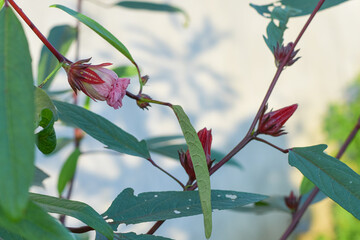 Rosella flowers are used as a tea ingredient and traditional herbal medicine