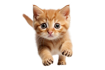 Obraz premium Cute kitten. It's so cute that it makes you want to scream.