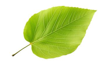 Obraz premium Green leaf on a transparent background.