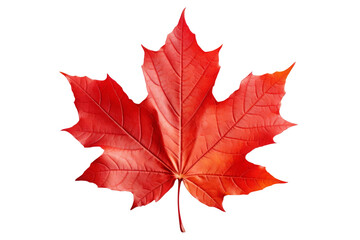 Red maple leaf, the national symbol of Canada.