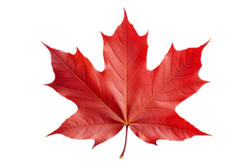The image is a photo of a red maple leaf