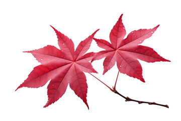 Two red maple leaves, veins clearly visible, on a black background.