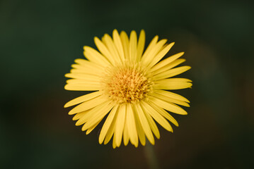 yellow daisy flower close-up