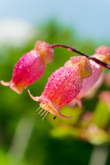 This enchanting scene captures the radiance of a kalanchoe plant bathed in sunlight, nestled amidst lush green grass under a canopy of clear, azure skies.