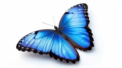 Vibrant blue butterfly: stunning isolated insect illustration on white - nature's beauty captured in detailed vector artwork