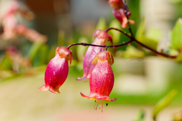 This enchanting scene captures the radiance of a kalanchoe plant bathed in sunlight, nestled amidst lush green grass under a canopy of clear, azure skies.