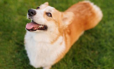 dog of the corgi breed in the park on the green grass at sunset. 