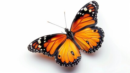 Fototapeta premium Vibrant butterfly with exquisite patterns, isolated on white background - detailed macro photography of a colorful butterfly, nature's beauty captured in high resolution image - ideal for design proje