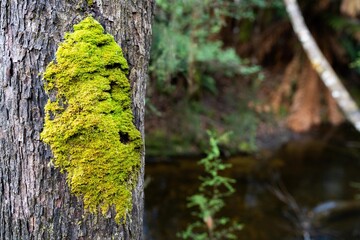 beautiful gum Trees and shrubs in the Australian bush forest. Gumtrees and native plants growing in Australia