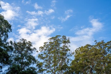 beautiful gum Trees and shrubs in the Australian bush forest. Gumtrees and native plants growing in Australia