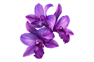 Obraz premium Tropical beautiful purple orchid flower isolated on transparent background