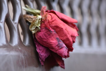 A Single Dried Red Rose on a Park Bench