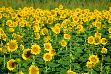 向日葵　ひまわり　ヒマワリ　岡山　笠岡ベイファーム