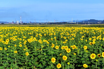 向日葵　ひまわり　ヒマワリ　岡山　笠岡ベイファーム