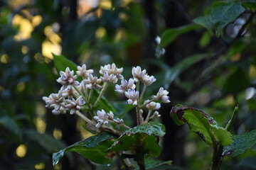 Persicaria chinensis 