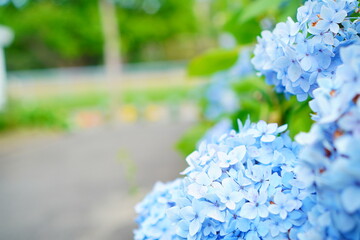 初夏の散歩道に咲く青いあじさい