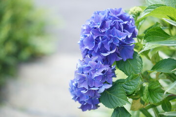 初夏の散歩道に咲く綺麗な青いあじさい