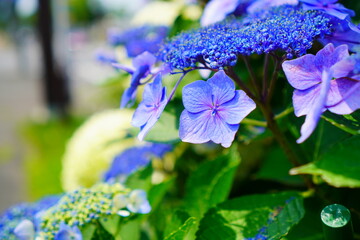 夏の北海道に咲いていた薄紫色の紫陽花の花。