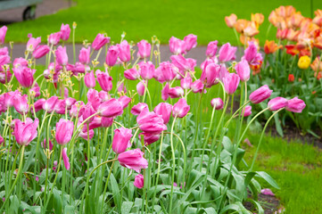 Keukenhof park of flowers and tulips in the Netherlands. Beautiful outdoor scenery in Holland