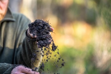  farmer holding soil on her hands on a farm looking after the health of the earth in spring
