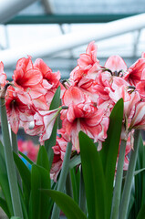 Keukenhof park of flowers and tulips in the Netherlands. Beautiful outdoor scenery in Holland