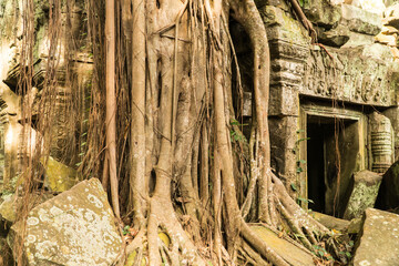 Tree growing over temple, Ta Prohm, Angkor, Cambodia