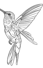 Colibri hummingbird black and white coloring book vector illustration for creative leisure activities