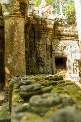 Aspera in Ta Som, Angkor, Cambodia