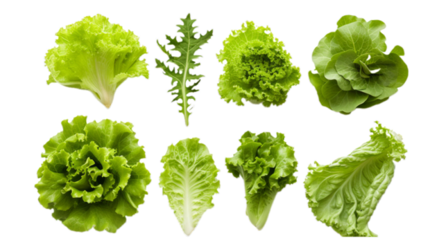 Set of fresh lettuce leaves isolated on transparent background