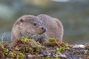 loutre