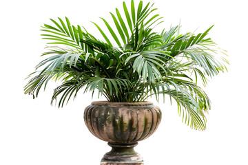 Obraz premium Large beautiful indoor plant in an antique vase on a white background.