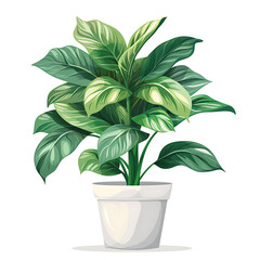 Large beautiful indoor plant in an antique vase on a white background.