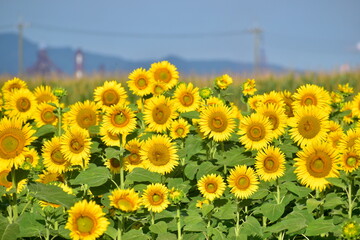 向日葵　ひまわり　ヒマワリ　岡山　笠岡ベイファーム